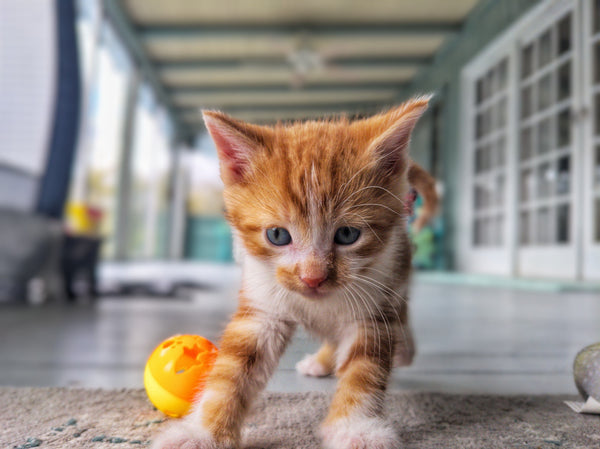 Pet Accessories