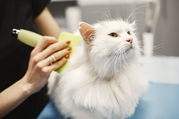 Pet Grooming & Care