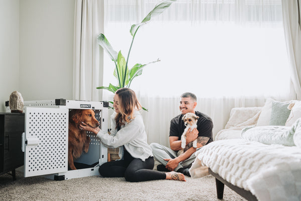 Pet Beds & Comfort